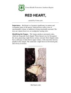 Forest Health Protection, Southern Region  RED HEART, caused by Fomes pini Importance. - Red heart is of greatest significance in mature and overmature pines of all species. Infected trees suffer a loss of