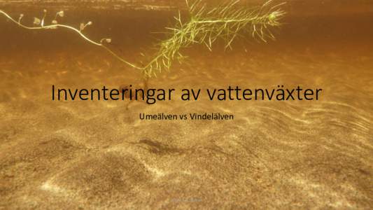 Inventeringar av vattenväxter Umeälven vs Vindelälven Foto: Åsa Widén  Inledning