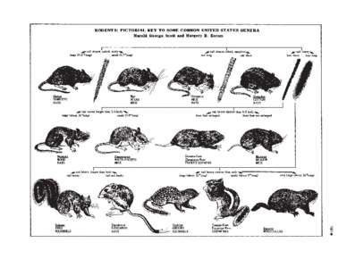 RODENTS: PICTORIAL KEY TO SOME COMMON UNITED STATES GENERA Harold Georee Scott and Margery R. Borom .  Ir---------------------------------------------,jr--------------------------.I