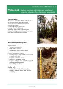 Tasmanian forest soil fact sheet no. 11  Wedge soil – texture-contrast soil in strongly weathered gravelly colluvium from Cambrian greywacke  Site description