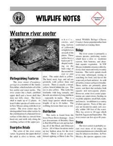 WILDLIFE NOTES   Threatened Species