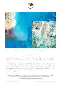 Sponge covered reef off Salomon atoll with Left insert the sperm Right insert the eggs  New life off Salomon atoll