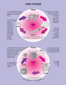 LIFE CYCLES Fleas 1. Female fleas lay as many as 50 eggs a day, starting a life cycle that can be completed in