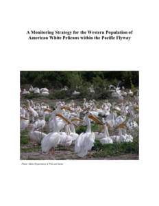 Pelican / Gunnison Island / Ornithology / Pelecanus / Pacific Flyway