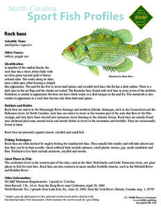 North Carolina  Sport Fish Profiles Rock bass Scientific Name: