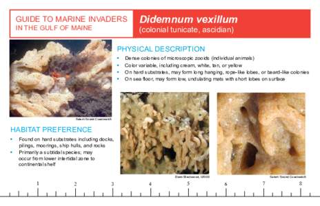 GUIDE TO MARINE INVADERS IN THE GULF OF MAINE Didemnum vexillum (colonial tunicate, ascidian)