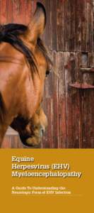 Equine Herpesvirus (EHV) Myeloencephalopathy A Guide To Understanding the Neurologic Form of EHV Infection
