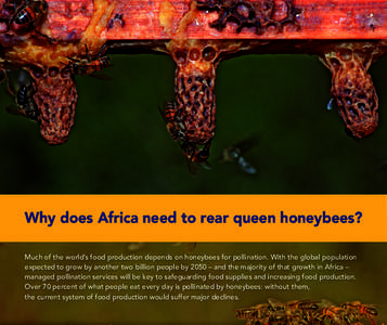 Why does Africa need to rear queen honeybees? Much of the world’s food production depends on honeybees for pollination. With the global population expected to grow by another two billion people by 2050 – and the majo
