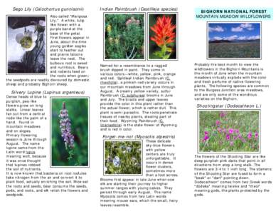Medicinal plants / Delphinium / Achillea millefolium / Geranium / Forget-me-not / Dodecatheon / Lupinus / Botany / Flowers / Biology