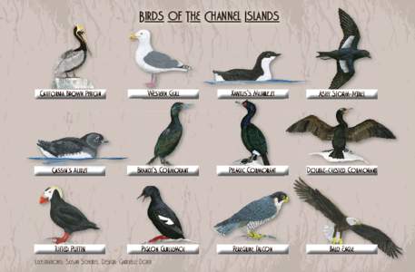 Birds of The Channel Islands  Illustrations: Susan Schubel, Design: Gabrielle Dorr Restoring Seabirds and Raptors To The Channel Islands What are DDT and PCBs?