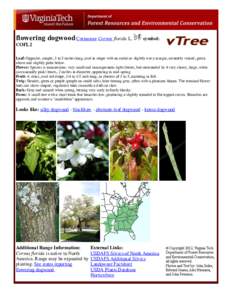 Kousa Dogwood / Pagoda dogwood / Pacific Dogwood / Flora of the United States / Cornaceae / Cornus