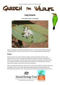 Garden for Wildlife Newsletter No. 15 Alice Springs NT  Lerp insects By Christopher Palmer, Entomologist  These strange things on leaves that look like fuzzy pieces of cotton wool are actually a protective