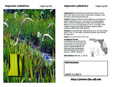 Flora of the United States / Flora of Cyprus / Flora of Morocco / Flora of Tasmania / Imperata cylindrica / Imperata / Cogon /  Tagbilaran City / Flora / Biota / Invasive plant species