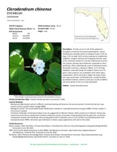 Clerodendrum chinense stickbush Lamiaceae Common Synonyms: none  FLEPPC Category: FDACS Listed Noxious Weed: No