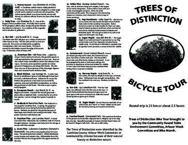 1. Honey Locust – 255 Christina St. N (City Hall) - A Carolinian cultivar that is widely planted in urban areas, the Honey Locust is adapted to a wide range of soils and is resistant to salt and soil compaction. The na