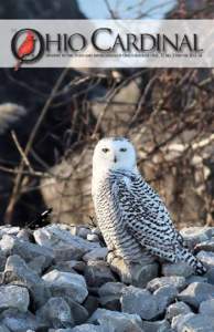 Devoted to the Study and Appreciation of Ohio’s Birdlife • Vol. 37, No. 2 Winter 2013–14  Tom Fishburn braved the cold Lake Erie winds on 12 Jan and was rewarded with this outstanding photo of a first-year Blackle