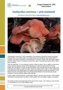 Fungus Factsheet[removed]Science Division Cantharellus concinnus — pink chanterelle Richard Robinson, Science Division, Manjimup, [removed]