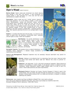 Asia / Biology / Flora / Chondrilla juncea / Crupina vulgaris / Invasive plant species / Isatis tinctoria / WOAD