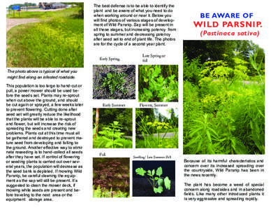 Back Panel Heading  The best defense is to be able to identify the plant and be aware of what you need to do when working around or near it. Below you will find photos of various stages of development of Wild Parsnip. Sa