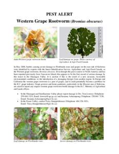 Western corn rootworm / Diabrotica / Chrysomelidae / Agricultural pest insects / Beetle