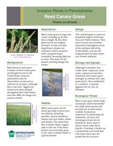 Invasive Plants in Pennsylvania  Reed Canary Grass Phalaris arundinacea  Leslie J. Mehrhoff, U. Connecticut