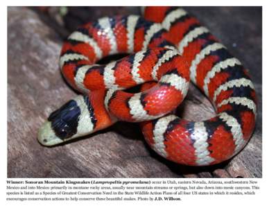 Winner: Sonoran Mountain Kingsnakes (Lampropeltis pyromelana) occur in Utah, eastern Nevada, Arizona, southwestern New Mexico and into Mexico primarily in montane rocky areas, usually near mountain streams or springs, bu