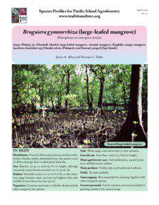 Bruguiera gymnorrhiza (large-leafed mangrove)
