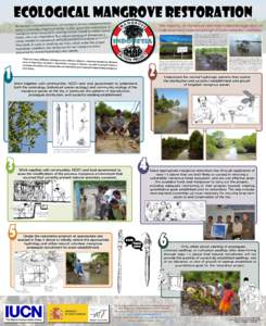 ECOLOGICAL MANGROVE RESTORATION st re fo e v