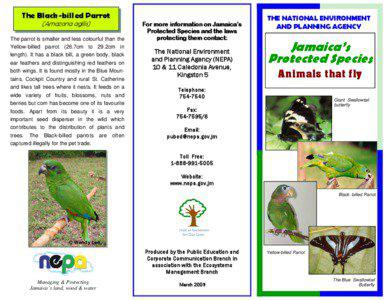Yellow-billed Amazon / Papilio / Butterfly / Blue Mountains / True parrots / Lepidoptera / Parrot / Papilio homerus