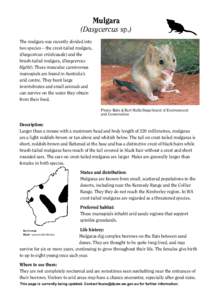 Dasyurini / Dasyuridae / Mammals of Australia / Brush-tailed Mulgara / Mulgara