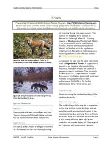 Vulpes / Biota / Fox / Red fox / Anthrozoology / Mammaliaformes / Coyote / Gray fox / Trapping / Silver fox / Fox hunting