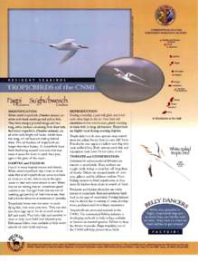 Seabirds / Phaethontidae / Tropicbird / Red-tailed tropicbird / White-tailed tropicbird / Bird / Mahi-mahi / Feather / Kilauea Point National Wildlife Refuge