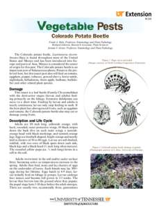 W208  Colorado Potato Beetle Frank A. Hale, Professor, Entomology and Plant Pathology Richard Johnson, Research Associate, Plant Sciences Jerome F. Grant, Professor, Entomology and Plant Pathology