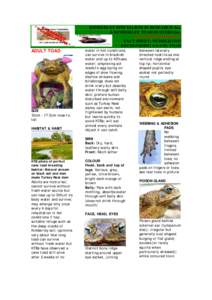 Microsoft Word - Fact Sheet NUmber One Toad Recognition