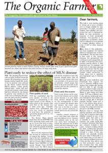 Photo: TOF  No. 118 March, 2015 Farmers planting maize in Njoro, Nakuru County: Farmers should plant early to get a good maize yield. Research has shown that farmers who plant late lose 2½ bags every week.