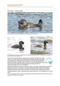 Anatidae / Musk Duck / Biziura / Ornithology / Musk / Blue-billed Duck / New Zealand Musk Duck / Oxyurinae / Ducks / Birds of Western Australia