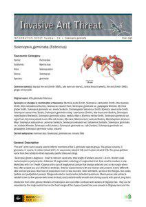 Ant information sheet # 24 - Solenopsis geminata