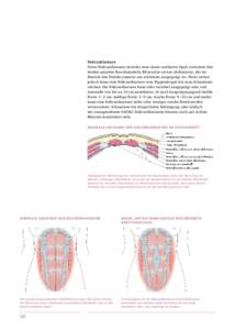 Rektusdiastase Unter Rektusdiastase versteht man einen tastbaren Spalt zwischen den beiden geraden Bauchmuskeln (Musculus rectus abdominis), der im