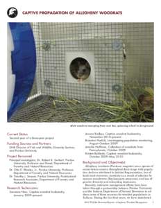 Key Largo Woodrat / Captive breeding / Zoology / Ecology / Neotominae / Allegheny woodrat / Pack rat