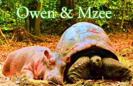 Owen and Mzee / Mombasa / Craig Hatkoff / Human behavior / Hippopotamus / Haller Park / Tribeca Film Festival / Bamburi / Indian Ocean earthquake / Environment of Kenya / Friendship