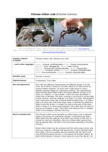 Zoology / Chinese mitten crab / Shanghai cuisine / Eriocheir / River crab / Invasive species / Carcinus maenas / Crustacean / Crab / Phyla / Protostome / Grapsoidea