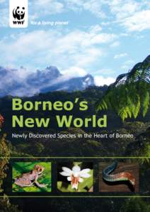 Borneo’s New World Newly Discovered Species in the Heart of Borneo © Gernot Vogel