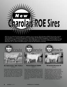 Charolais /  France / Charolais cattle / Bull