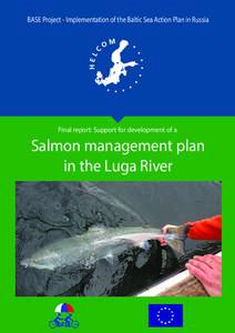 Luga Bay / Sockeye salmon / Luga River / Gulf of Finland / Salmon run / Fish / Salmon / Atlantic salmon