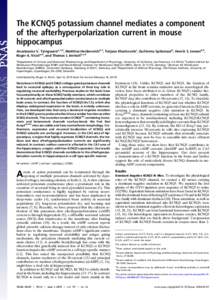 Anatomy / KvLQT2 / KvLQT3 / Hippocampus / KCNQ5 / Benign familial neonatal epilepsy / Voltage-gated potassium channel / KCNQ4 / Pyramidal cell / Ion channels / Brain / Biology