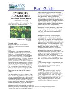 Plant Guide EVERGREEN HUCKLEBERRY Vaccinium ovatum Pursh Plant Symbol = VAOV2 Contributed by: USDA NRCS National Plant Data