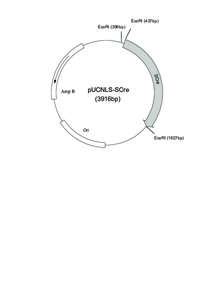 EcoRI (437bp) EcoRI (396bp) SCre  Amp R