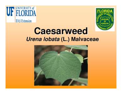 Malva / Malvaceae / Hibiscus / Urena / Rosids / Malvales / Medicinal plants