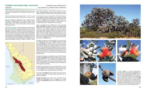 Eucalyptus macrocarpa subsp. macrocarpa  Eucalyptus subg. Symphyomyrtus sect. Bisectae ser. Curviptera subser. Xylocarpae  mottlecah