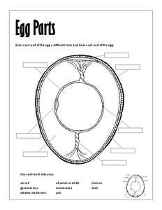 Egg Parts Color each part of the egg a different color and label each part of the egg. Use each word only once:  chalaza